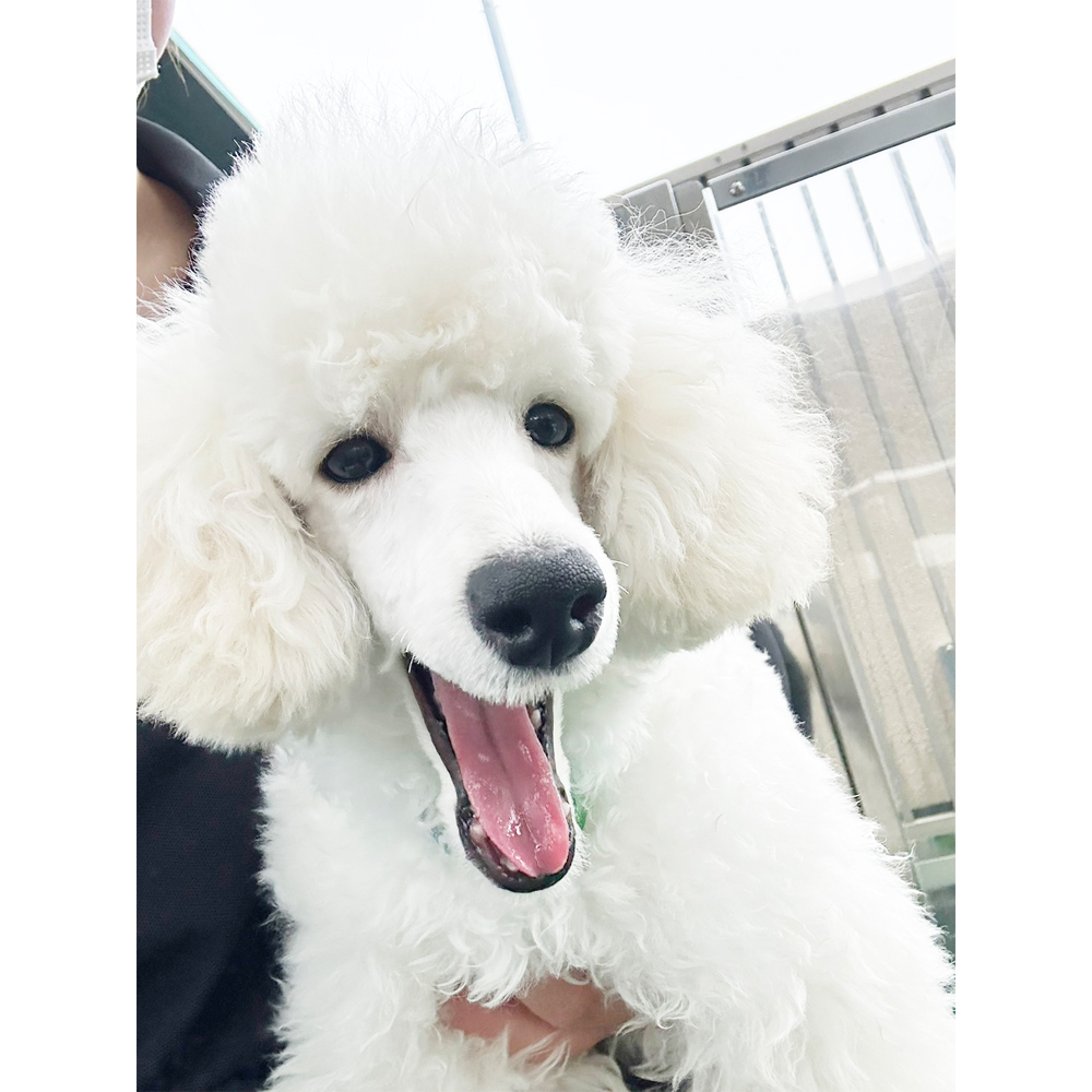 生徒が撮影したモデル犬の写真♪②